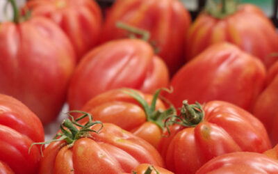 Lunario di luglio ’22: il pomodoro